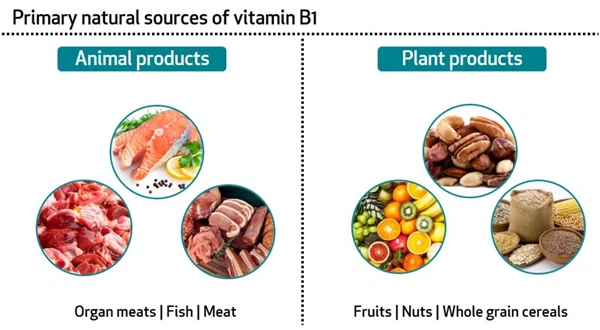 the source of vitamin b1 the source of vitamin b1